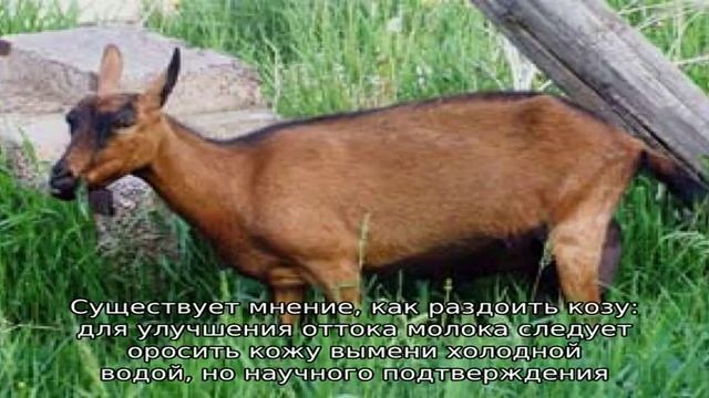 Как доить козу после окота? смотреть онлайн