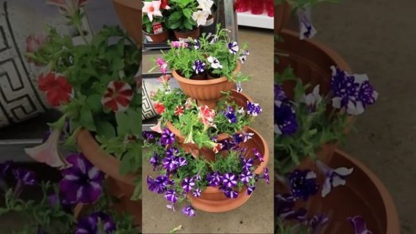 Композиция петунии в кашпо