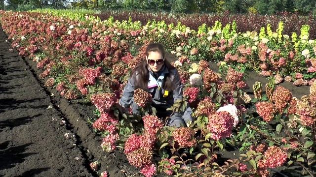 Гортензия метельчатая `Фрайз Мельба` смотреть онлайн