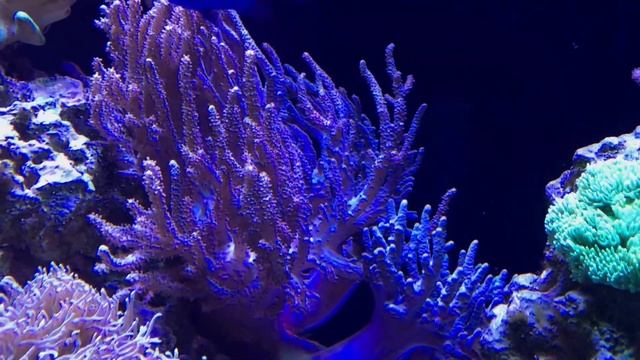 JBJ 45 All In One Reef: Refractometers, Calibration & Parameter Swings смотреть онлайн