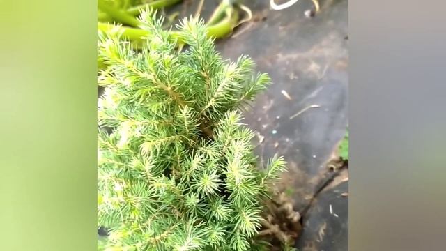 КАНАДСКАЯ ЕЛЬ КОНИКА ГЛАУКА * КАК СОХРАНИТЬ ДО ВЕСНЫ. смотреть онлайн