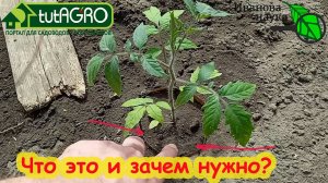 СЕМЕНА, ВОДА и ГРУНТ = РАССАДА. Хиленькая всё-равно даст урожай! Маленькие хитрости большого урожая!