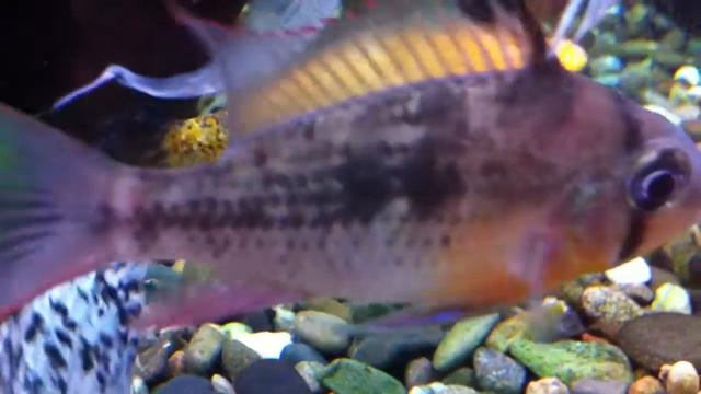 чем вылечить моллинезию?