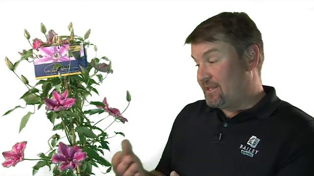 What are Raymond Evison Clematis? смотреть онлайн