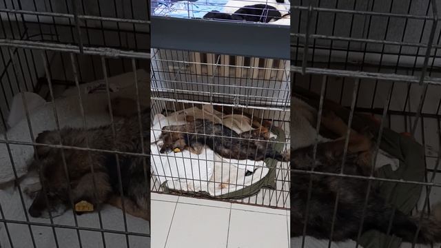 Нужна клетка для подкинутых кутят. смотреть онлайн