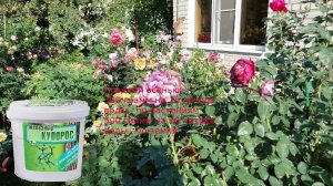 Срезочные розы - сплошное разочарование