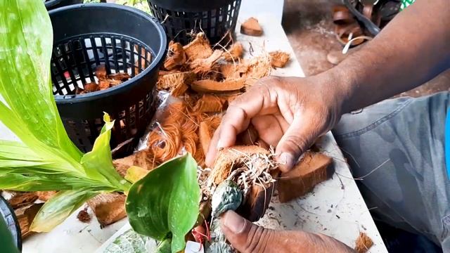Orchid Rescue / Orchid Care / Learn Gardening смотреть онлайн