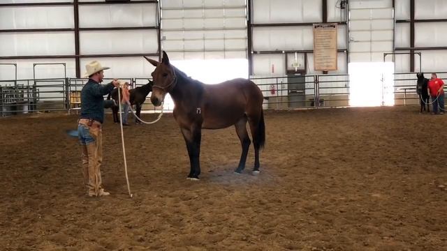 Ground work with a touchy, quick to bolt mule смотреть онлайн