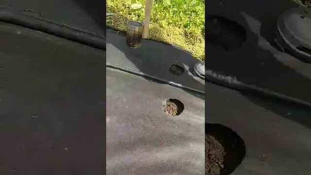 Перфорация агроволокна под клубнику своими руками.Простота и преимущества. смотреть онлайн