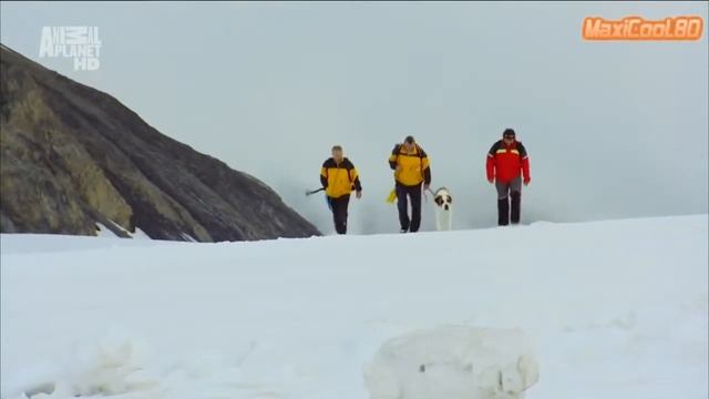 Порода собак Сенбернар смотреть онлайн