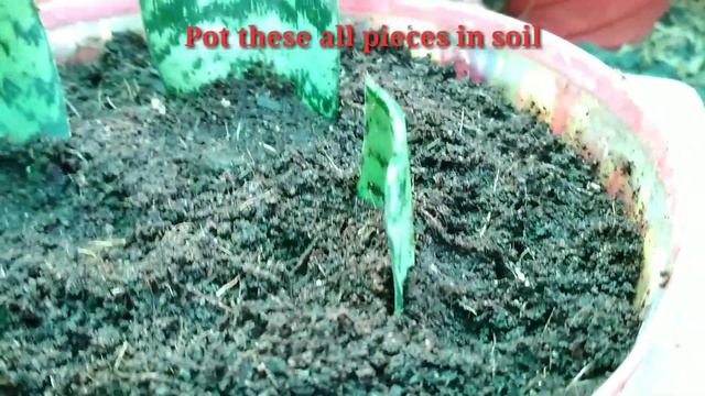 How to grow snake plant from cutting смотреть онлайн