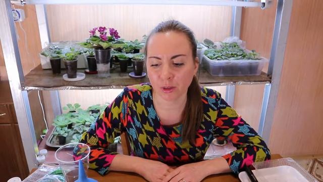 Посадка сельдерея на рассаду. Предпосевная обработка семян сельдерея. смотреть онлайн