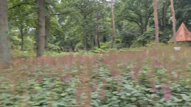 Nature Park in Bremen, Germany || Rhododendron Park смотреть онлайн