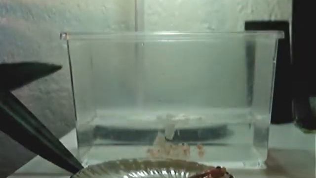 RES feeding смотреть онлайн