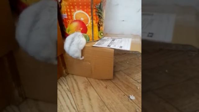 хомячок прыгает смотреть онлайн
