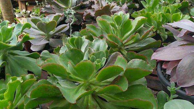 echeveria gila? Suculentas com dicas? @reidassuculentas2215 смотреть онлайн