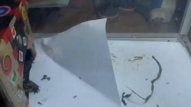 Как ухаживать за сухопутной черепахой. смотреть онлайн