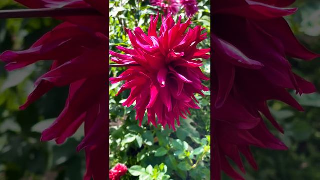 Нам очень нравятся георгины, поэтому мы садим их и на приусадебном участке и на участке в деревне смотреть онлайн