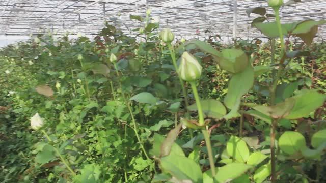 В преддверии 8 марта смотреть онлайн