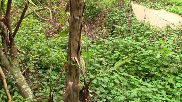 DON'T COMPOST ANYTHING! or the contents of this video(passion fru SQUIRREL!) Get MORE out of it! смотреть онлайн