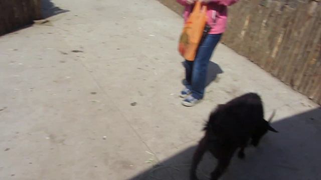 Страусиная ферма. Контактный зоопарк. Мелитополь 2017 смотреть онлайн