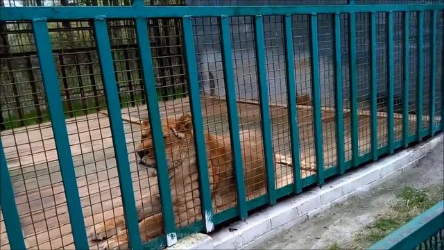 ЦАМЕРЕТ | Брянск| Орловское Полесье смотреть онлайн
