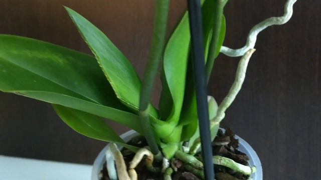 Орхидея Sunshower смотреть онлайн