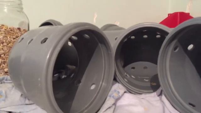 Крысы кишат смотреть онлайн