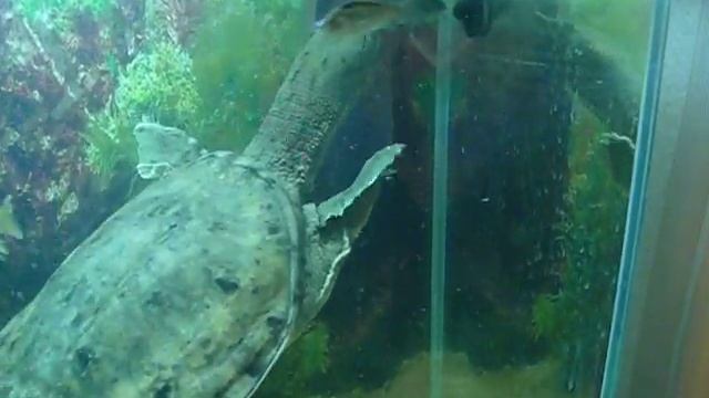 Трионикс монстр смотреть онлайн