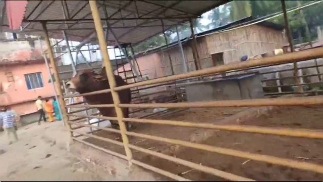 মায়াপুর ইসকন মন্দির ভ্রমন | MAYAPUR TOUR | HOTEL BOOKING | MAYAPUR ISKCON MANDIR NEW UPDATE 2K23 смотреть онлайн