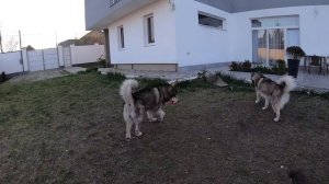 СОБАКА НАПАЛА НА РЕБЁНКА