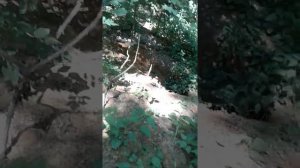 Охота на барсука с капканами (Часть-1 «Установка»)