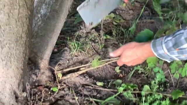 ФУНДУК в БЕЛАРУСИ.ПОТЕРЯЛ ЧАСТЬ УРОЖАЯ, КОРНЕВАЯ ПОРОСЛЬ,как УБИРАЮ,и ЗАЧЕМ .СКОЛЬКО ОСТАВИТЬ ? #са смотреть онлайн