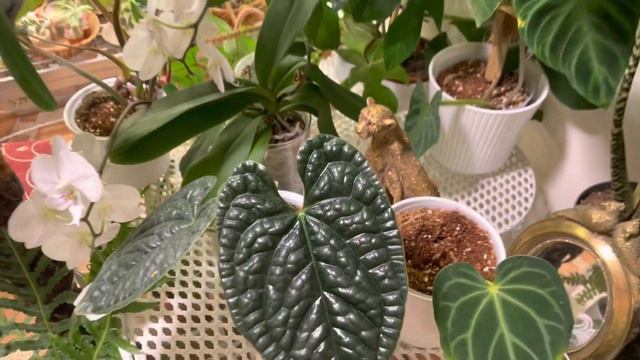 Антуриумы. Субстрат для антуриумов. смотреть онлайн