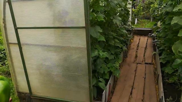 VID 20200803 141140 смотреть онлайн