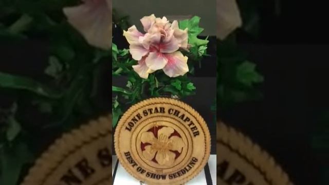Lone Star Hibiscus Show 2016 смотреть онлайн