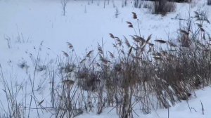 2-Х РЕЖИМНЫЕ ТУМАНКИ НА ПРИОРУ