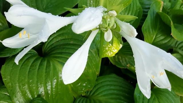 ХОСТЫ ?на даче - это украшение участка.? смотреть онлайн