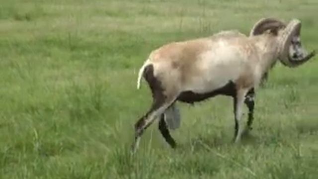 Rams got BIG balls смотреть онлайн