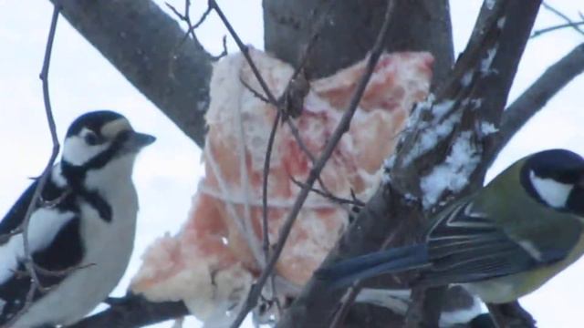 дятел ест сало смотреть онлайн