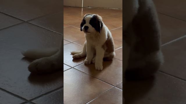 Наша хулиганка Оливия смотреть онлайн