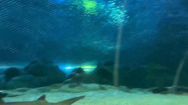 Океанариум в Астане / Oceanarium In Astana, Kazakhstan