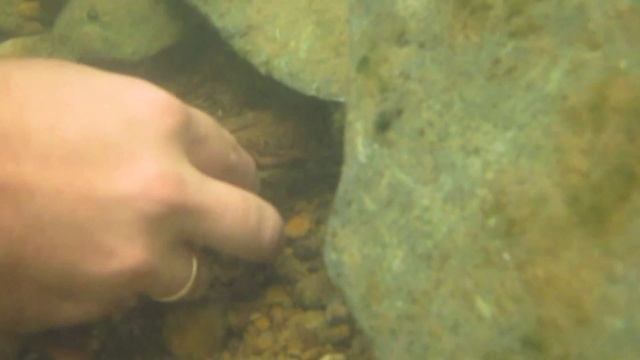 Help the Hellbender смотреть онлайн