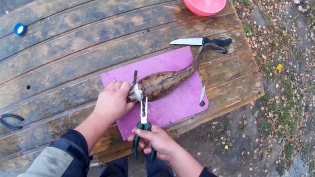 Налим осенью, видеоотчет о рыбалки. Fishing for burbot in the fall смотреть онлайн