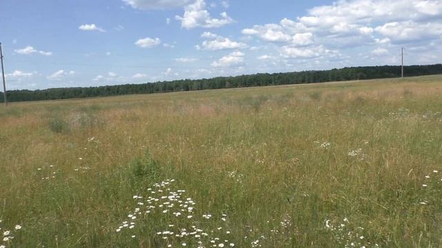 Собираю чабрец. Самый мощный "изгонятель" плохих домовых смотреть онлайн