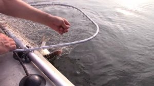 Рыбалка на КАМЕ .  Август. Вдвоём с женой.