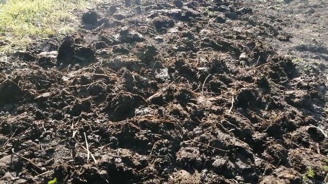 Как посадить чеснок ОСЕНЬЮ, чтобы был крупный урожай смотреть онлайн