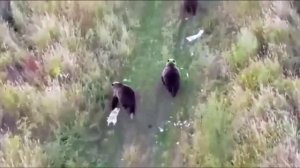 Потерялась Хаски, нашли с медведями.mp4