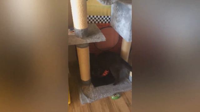 Без кота жизнь не та! смотреть онлайн