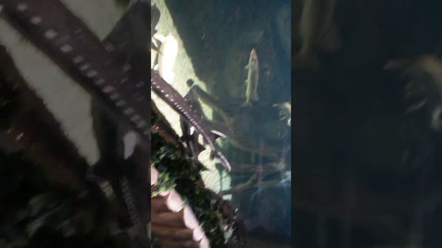 Щука съела окуня. смотреть онлайн